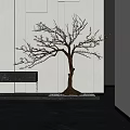 Bare Branched Tree With Exposed Roots Displayed In Modern Interior Space With Pebbles On Floor