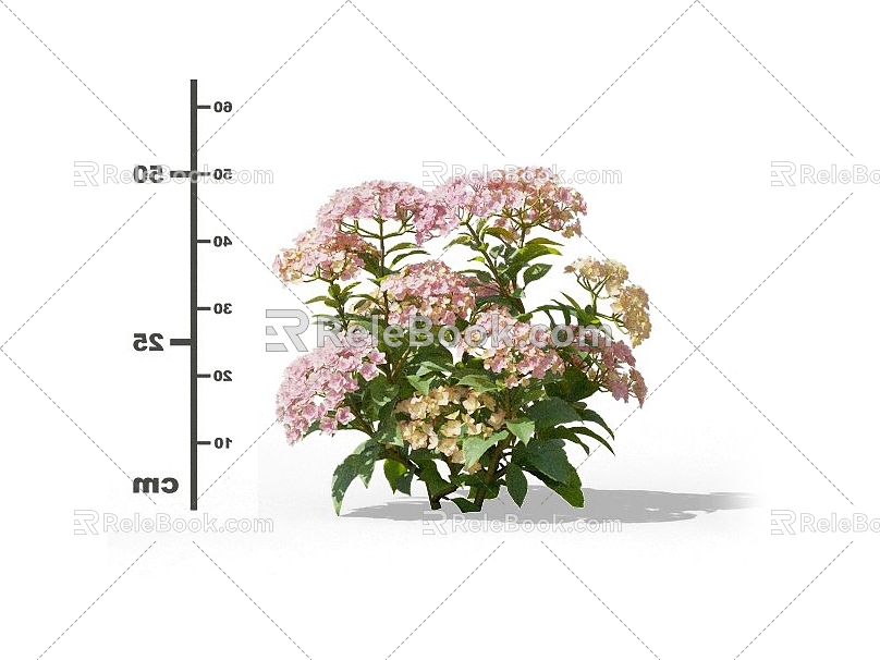 Hydrangea Purple Sunflower Hydrangea Hydrangea Hydrangea Flower Shrub Flowers Common Flowers Garden Flower Mirror Ornamental Flowers 3d model