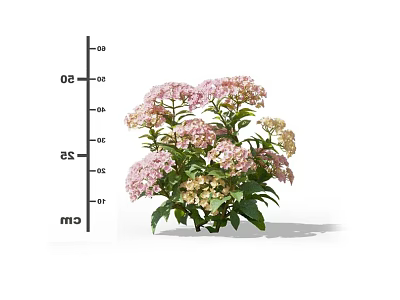 Pink and Beige Hydrangea Flowers With Green Foliage and Height Measurement 3d model