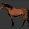 Brown Horse With Black Mane Wearing Bridle Standing Against Gray Background