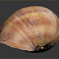 Vibrant Aquatic Animal Shell With Orange Pink Stripes And Textured Surface On Dark Reflective Background