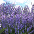 Lush Purple Flowers in Field with Green Leaves and Blue Sky