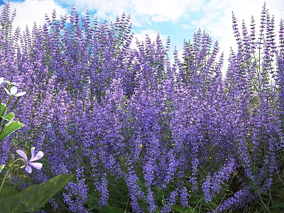 Lush Purple Flowers in Field with Green Leaves and Blue Sky 3d model