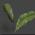 Fresh Green Leaves With Serrated Edges And Prominent Veins On Blue Background