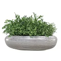 Bonsai Potted Plant with Lush Green Foliage in Oval Shaped Gray Stone Textured Pot