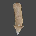 Realistic Brown And White Corgi 3D Model In Standing Pose With Detailed Features