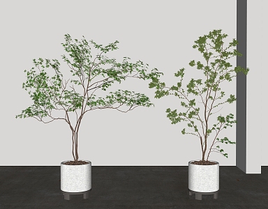 Modern potted green plant bonsai plants 3d model