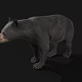 Detailed Realistic Black Bear Standing Side View Isolated Dark Background 3d model