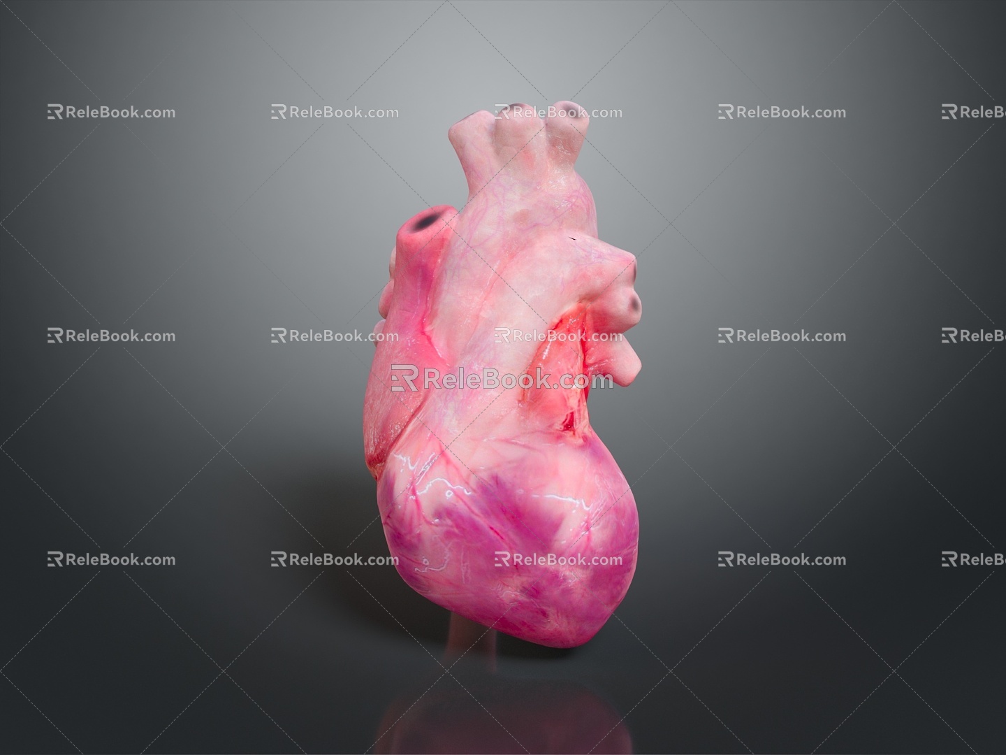 Heart Heart Human Heart Heart Anatomical Organs Human Organs Human Body 3d model