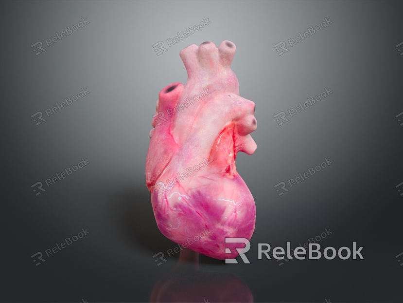 Heart Heart Human Heart Heart Anatomical Organs Human Organs Human Body model