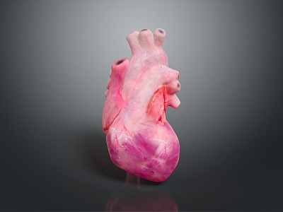 Heart Human Heart Anatomical Organs Human Organs Human Body model