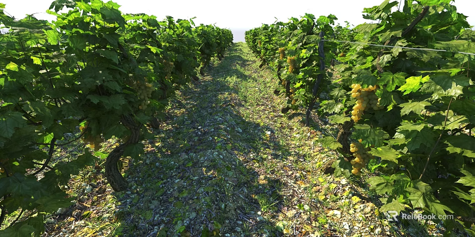 Vines Growing In Vineyard Rows With Ripe Grapes And Lush Foliage 3d model 