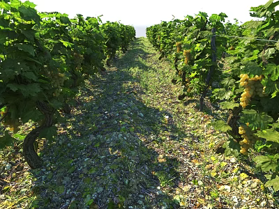 Vines Growing In Vineyard Rows With Ripe Grapes And Lush Foliage 3d model