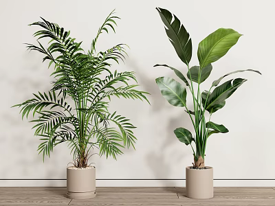 Indoor Potted Plants With Tall Green Leaves In Beige Pots On Wooden Floor 3d model