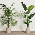 Indoor Potted Plants With Tall Green Leaves In Beige Pots On Wooden Floor