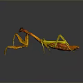 Yellow and Orange Mantis Standing with Long Legs on Gray Background with Reflection 3d model