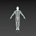Human Muscular Organ System 3D Model Displaying Full Body Muscle Structure Red Muscles White Bones