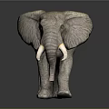 Realistic Elephant Model With Large Ivory Tusks And Textured Skin Standing On Shiny Black Background