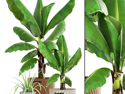 Large Green Leaf Potted Plants In Wicker Basket Planters With Fresh Foliage 3d model