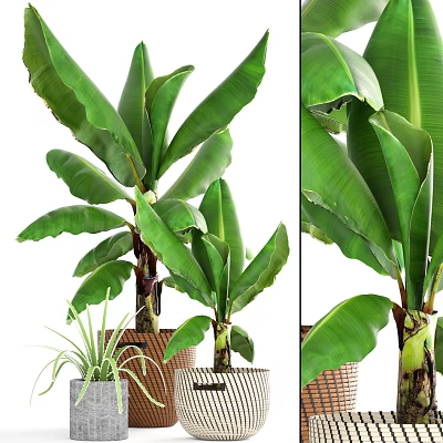 Large Green Leaf Potted Plants In Wicker Basket Planters With Fresh Foliage 3d model