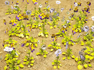 Butterflies Fluttering Around Purple And Yellow Pansies With Yellow Leaves On Dirt 3d model