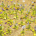 Butterflies Fluttering Around Purple And Yellow Pansies With Yellow Leaves On Dirt