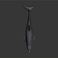 Detailed Silver Dolphin With Shiny Smooth Skin On Dark Reflective Surface