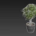 Bonsai Plant With Curved Trunk And Lush Green Leaves In Ceramic Pot