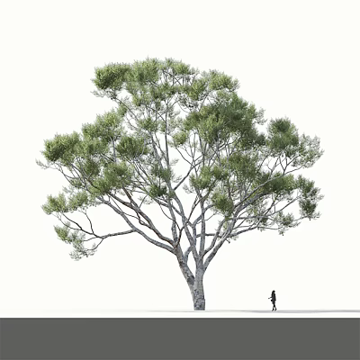 Tall Arbor With Lush Green Foliage And Person Standing Beside 3d model