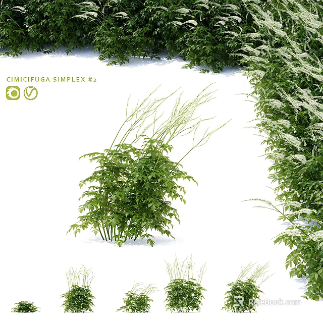 Cimicifuga Simplex Plant With Green Leaves Growing In White Background And Surrounding Foliage 3d model 