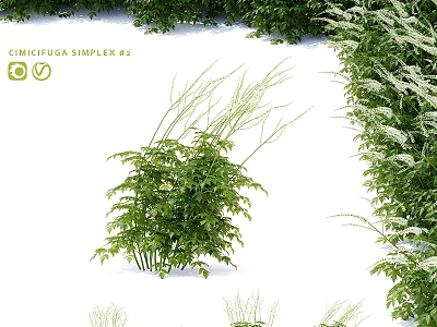 Cimicifuga Simplex Plant With Green Leaves Growing In White Background And Surrounding Foliage 3d model