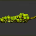 Fresh Purple And Green Grapes With Branches And Scattered Berries