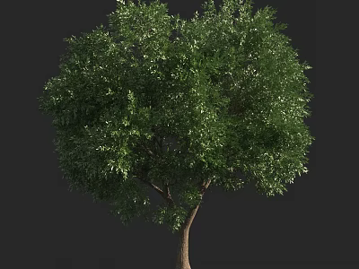Arbor With Lush Green Foliage And Sturdy Trunk Isolated On Dark Background 3d model