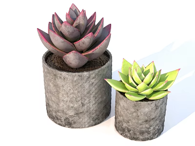 Succulent Bonsai Potted Plants In Gray Concrete Pots With Vibrant Green And Pink Leaves 3d model