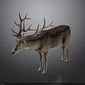 Realistic Deer with Large Antlers and Brown Fur Standing on Dark Background