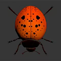 Orange Ladybug With Black Spots On Its Shiny Back Close Up View 3d model