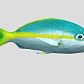 Yellow Snapper Marine Fish 3d model