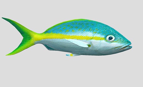 Yellow Snapper Marine Fish 3d model