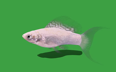 Modern ornamental fish silver jasmine fish 3d model