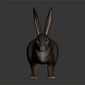 Brown Rabbit With Long Ears And Fluffy Fur On Gray Reflective Surface 3d model