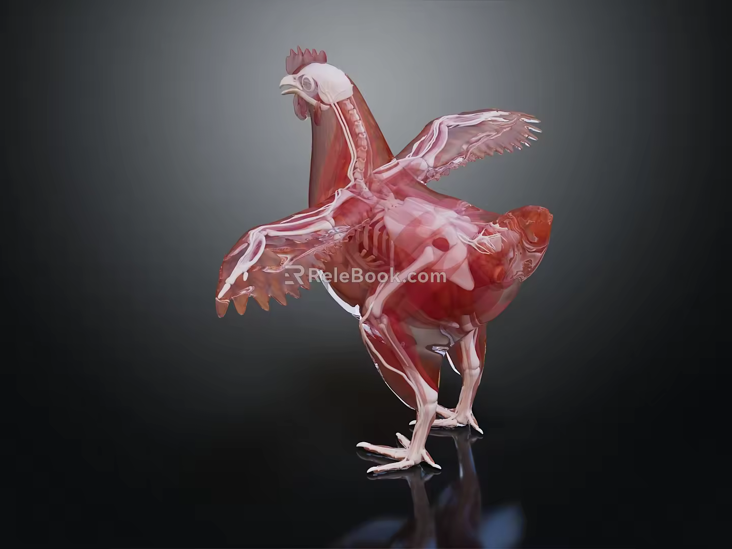 modern chicken structure chicken skeleton chicken anatomy 3d model