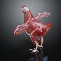 modern chicken structure chicken skeleton chicken anatomy 3d model