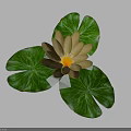 Beautiful Yellow Water Lily Plant with Three Green Lotus Leaves on Gray Background