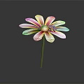 Beautiful Single Flower With White Petals Yellow Center And Small Insect On Black Background