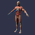 Game and Movie Character 3D Rendered Model with Human Anatomy Muscle and Internal Organ Details