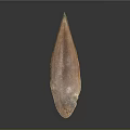 Fresh Whole Brown Fish With Shiny Surface On Black Background