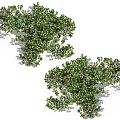 Modern Vine Climbing Vine Plant 3d model