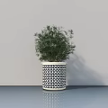 Bonsai Potted Plant in Black White Geometric Pattern Pot with Green Foliage on Gray Floor
