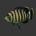 Modern Fish Tilapia Butti Kofiri Fish Tropical Fish Ornamental Fish 3d model