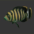 Modern Fish Tilapia Butti Kofiri Fish Tropical Fish Ornamental Fish 3d model